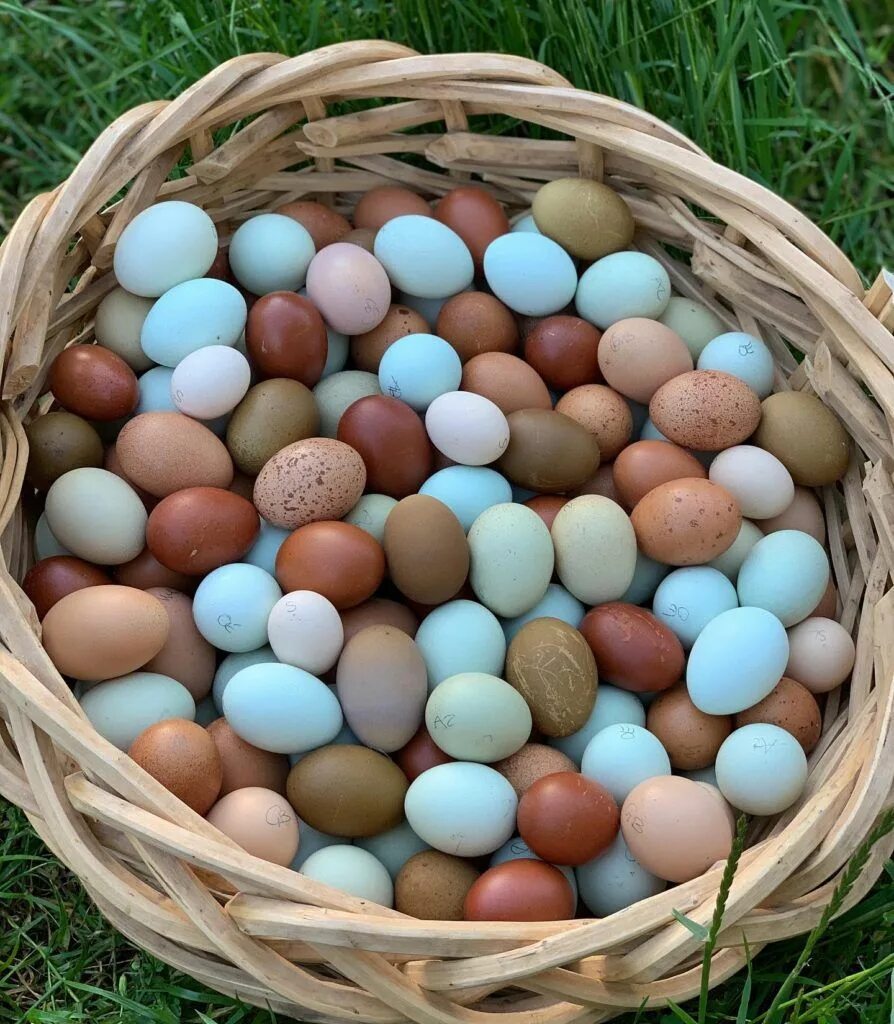 Пасхальные куры фото яиц Our Rare Breeds - Alchemist Farm Chickens backyard, Backyard chicken coops, Chic