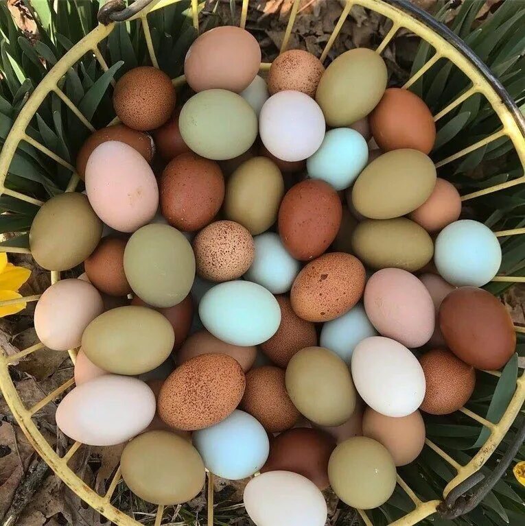 Пасхальные куры фото яиц This basket of eggs: Chickens backyard, Hobby farms, Chickens