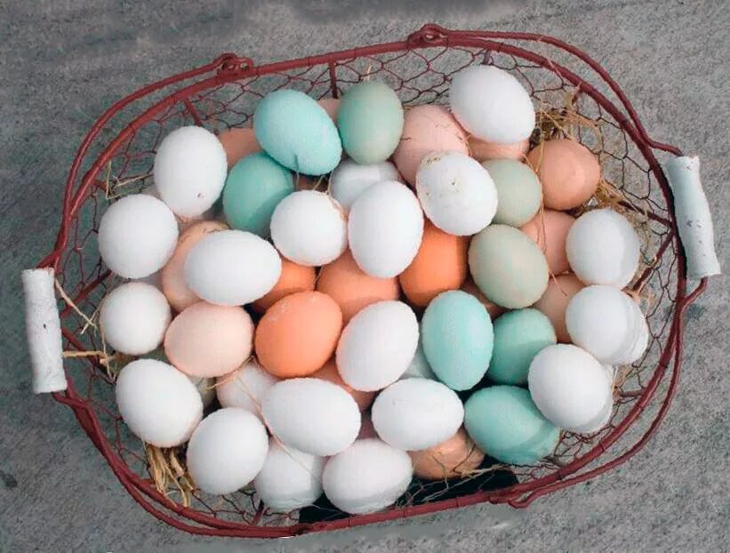 Пасхальные куры фото яиц Как называются куры которые несут голубые яйца: найдено 87 изображений