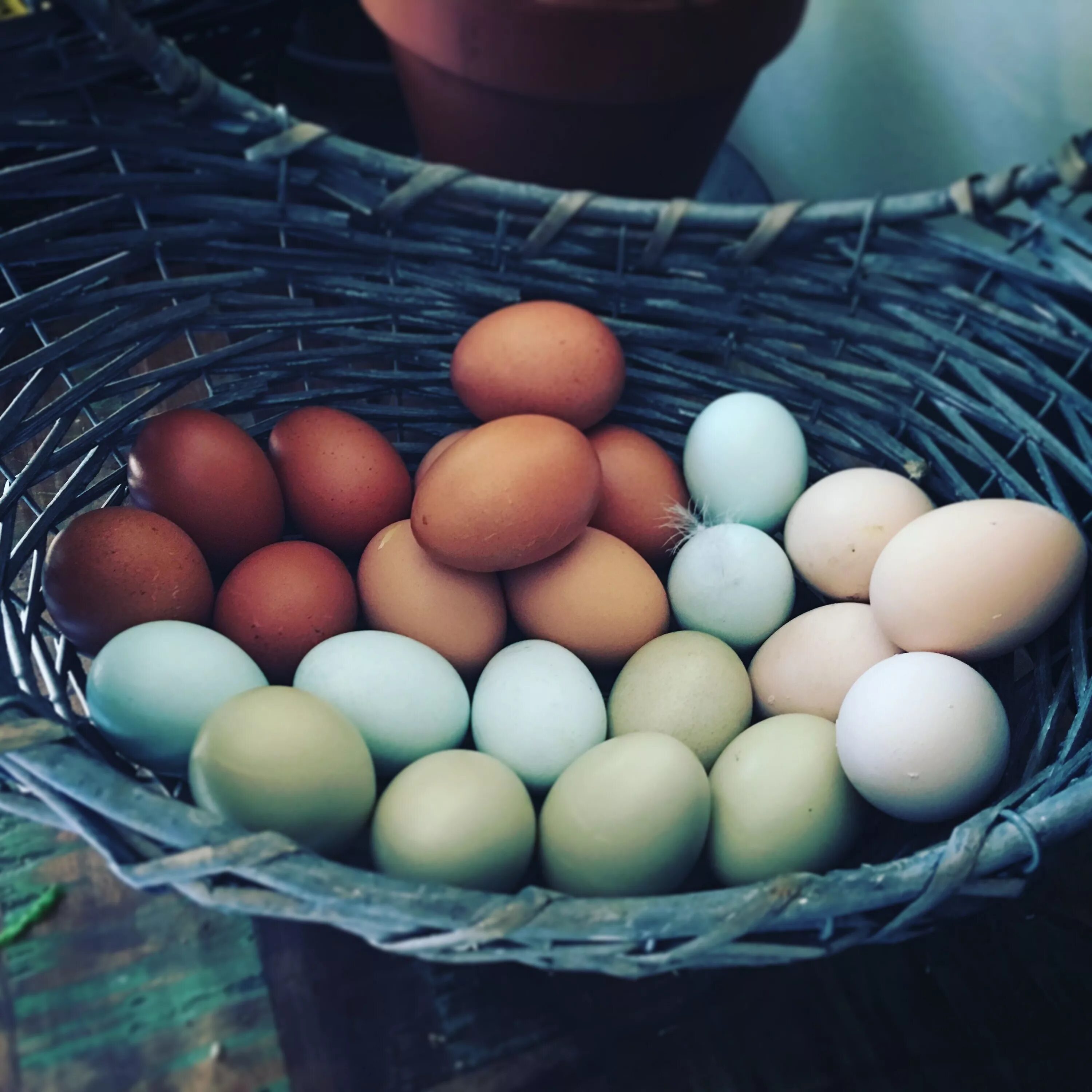 Пасхальные куры фото яиц My spring egg basket: blue copper marans, welsummer, ameraucana, olive egger, au