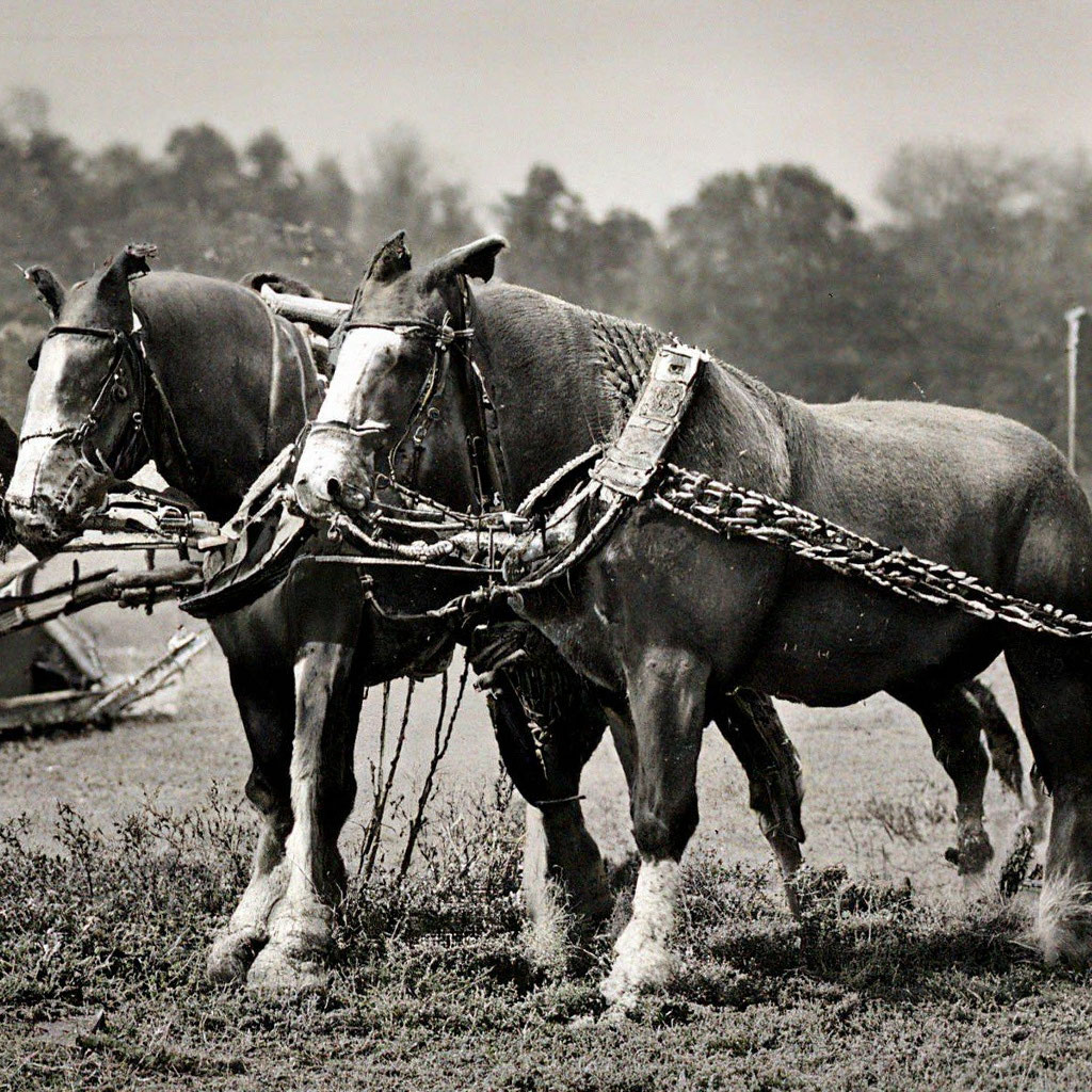 Пашущая лошадь фото "Horses harnessed to the plow" - image created in Shedevrum