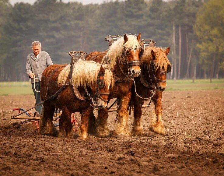 Пашущая лошадь фото Plowing with a three horse team Horses, Horse farms, Draft horses