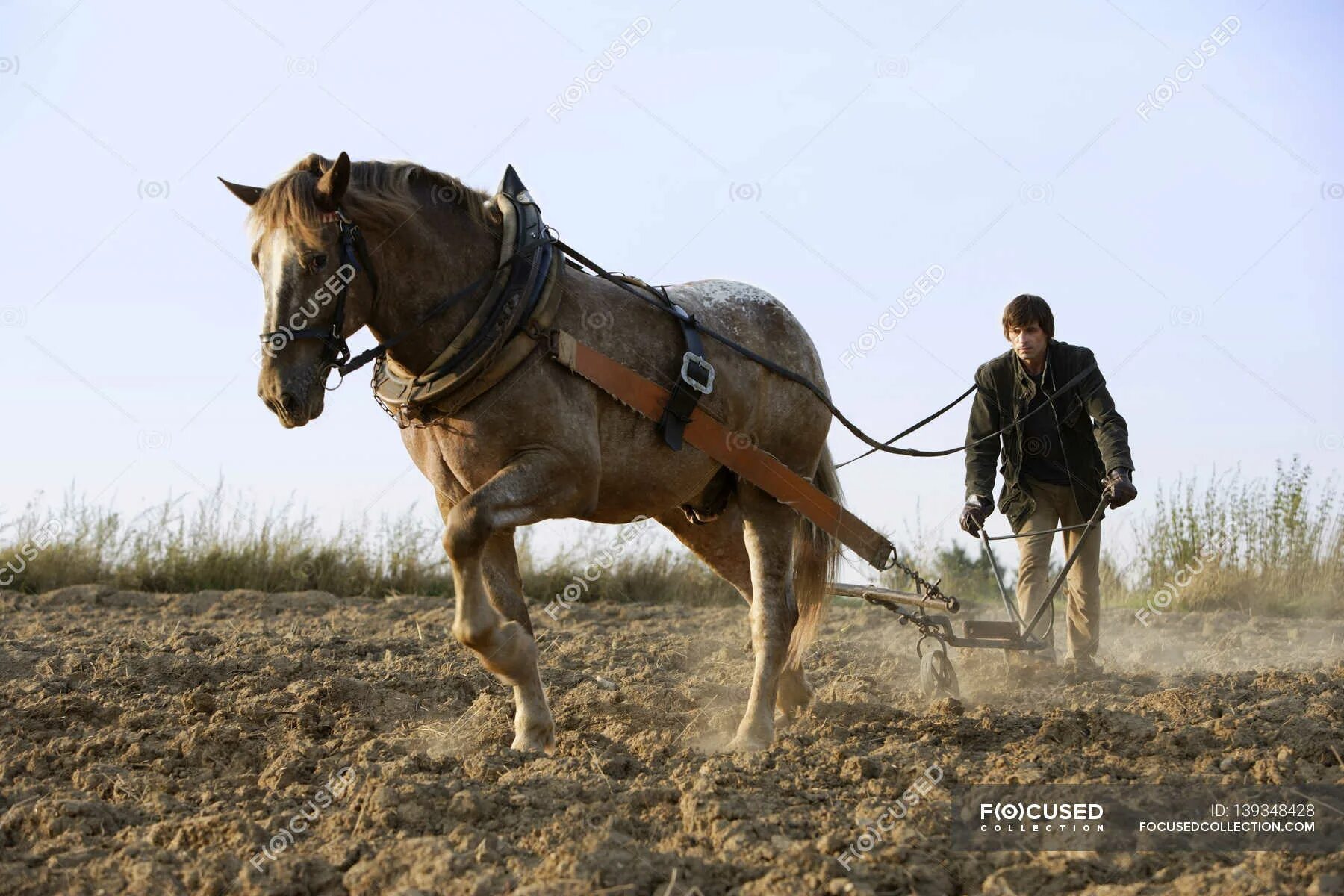 Пашущая лошадь фото Человек с конным плугом - Полная длина, лошадь - Stock Photo #139348428