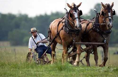 Пашущая лошадь фото Draft horses working the ground. Amish farm, Horses, Amish culture