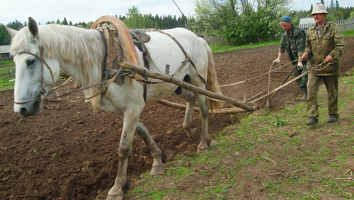 Пашущая лошадь фото Со знаком минус "Новый компаньон"