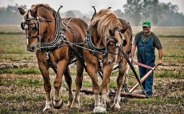 Пашущая лошадь фото Спасоносна је само делатна вера / Православие.Ru