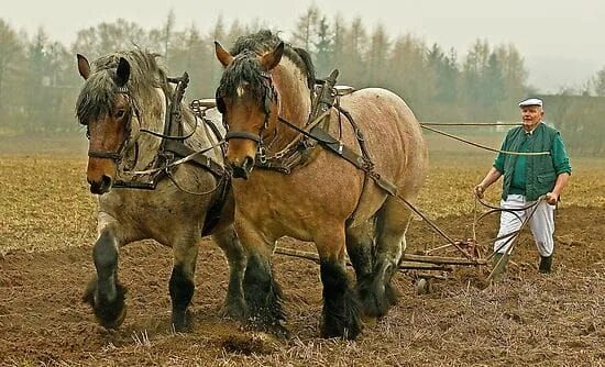 Пашущая лошадь фото 35 Famous Russian Sayings, Quotes and Proverbs FluentU Russian Blog Work horses,