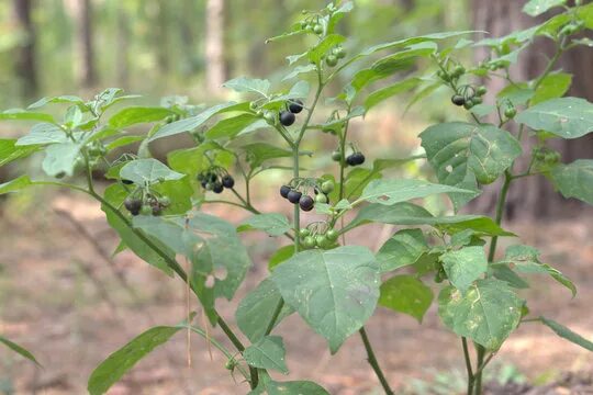 Паслен черный фото Nightshade Изображения: просматривайте стоковые фотографии, векторные изображени