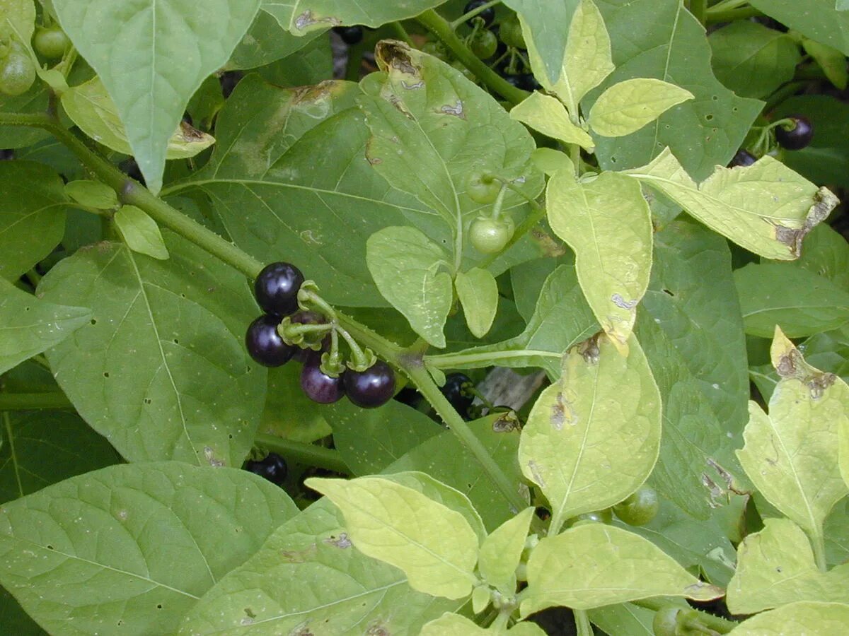 Паслен черный фото File:Starr 010520-0074 Solanum americanum.jpg - Wikipedia