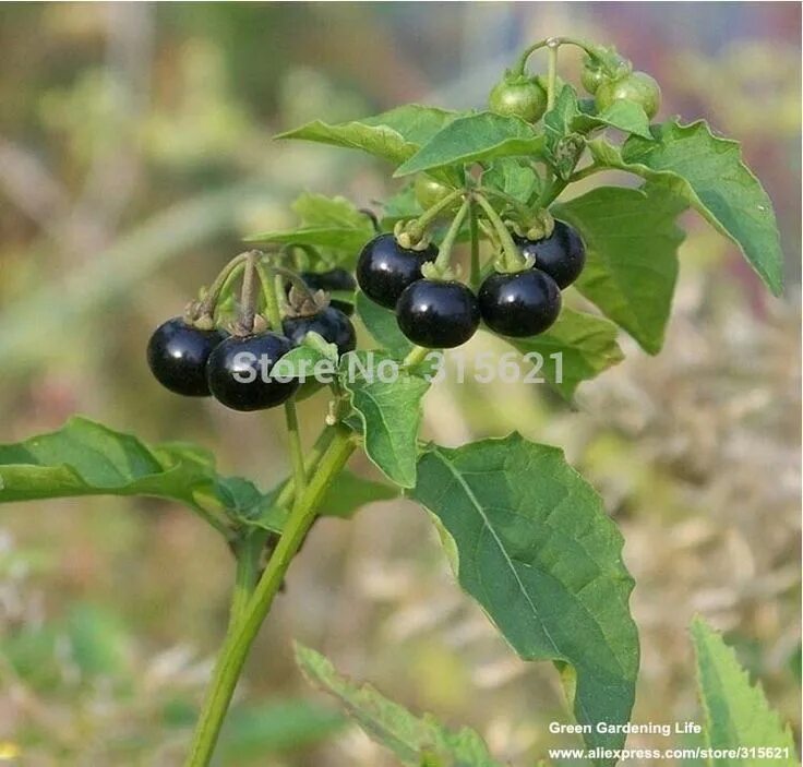 Паслен черный фото nightshade plants-in secret garden. Berries are poisonous. em 2020