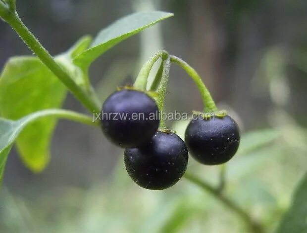 Паслен черный фото Source Belladonna Sıvı Özü Sıvı Özü herb Reliving Ağrı Için on m.alibaba.com