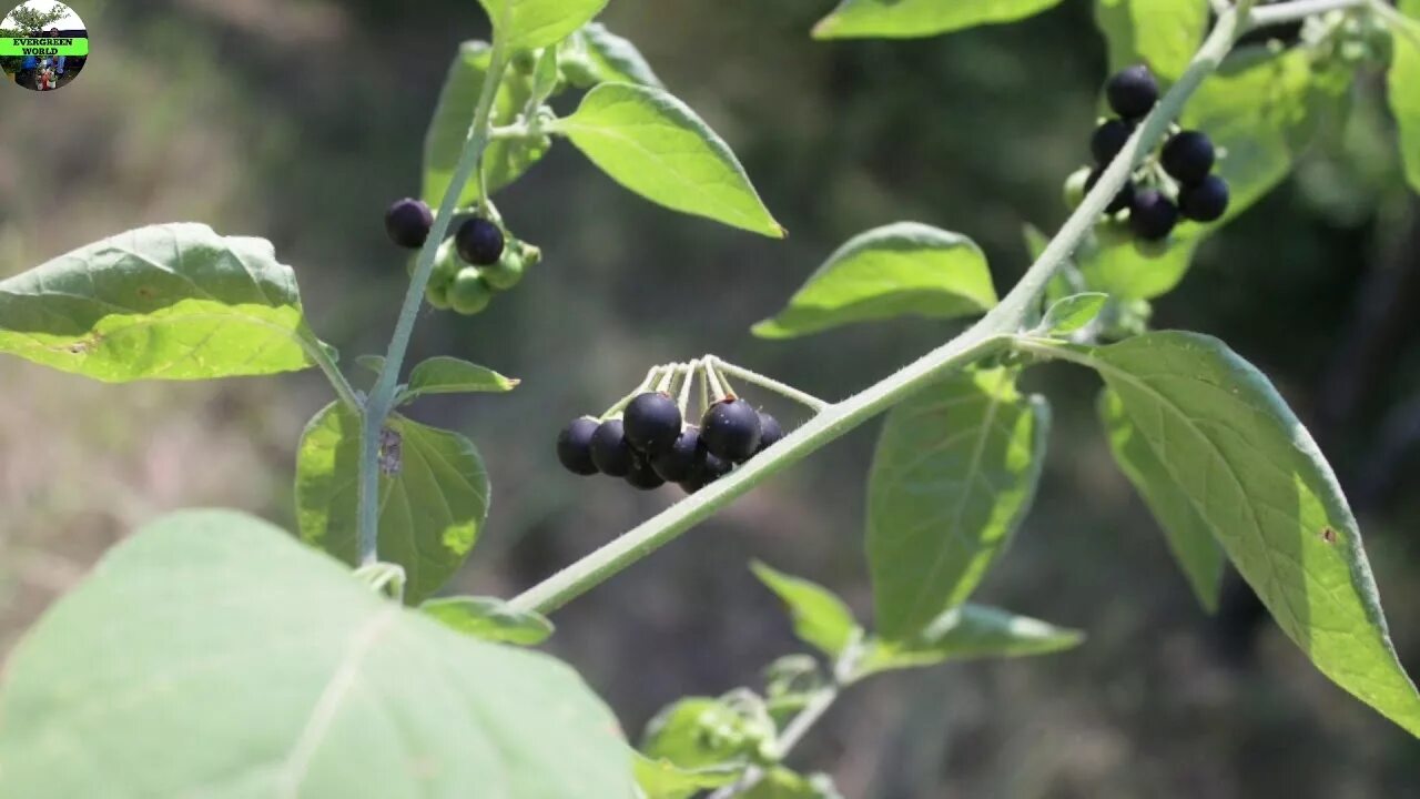 Паслен черный фото Makoi मकोय के फायदे Evergreen world Solanum Nigrum Nightshade Makoi ke fayde - Y