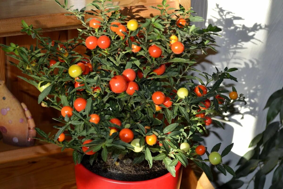 Паслен декоративный комнатный фото Коралловый куст, или Паслён ложноперечный. Уход в домашних условиях. Фото - Бота
