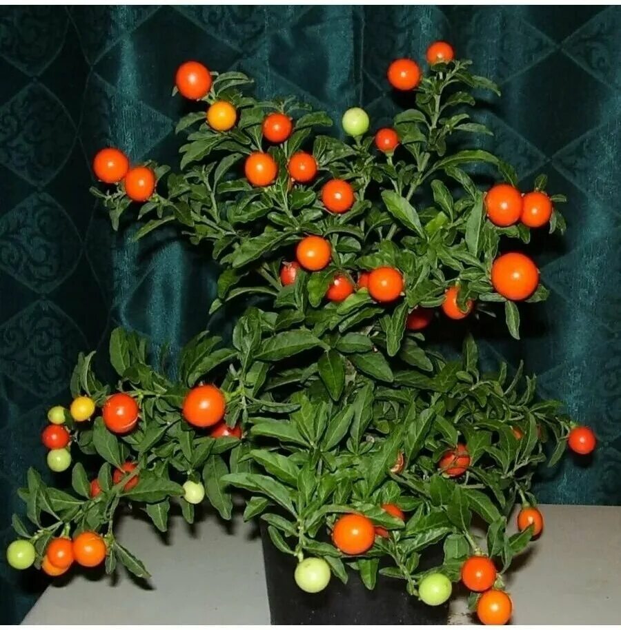 Паслен декоративный комнатный фото Семена Ангинник (Solanum capsicastrum) 4 шт. - купить в интернет-магазине по низ