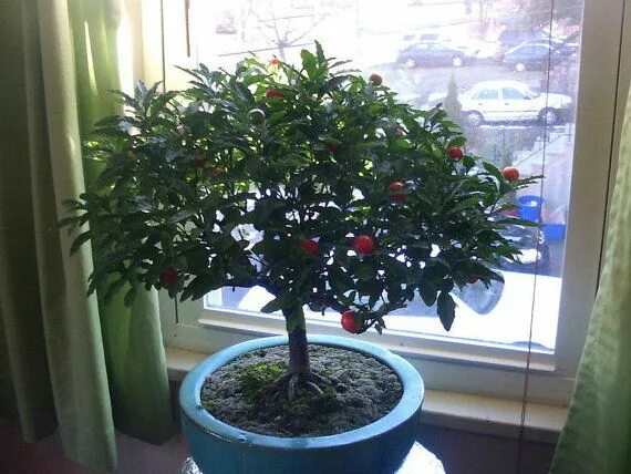 Паслен декоративный комнатный фото 7 Peruvian Orange Pepper Tree Seeds-1060 Pepper tree, Tree seeds, Ornamental pla