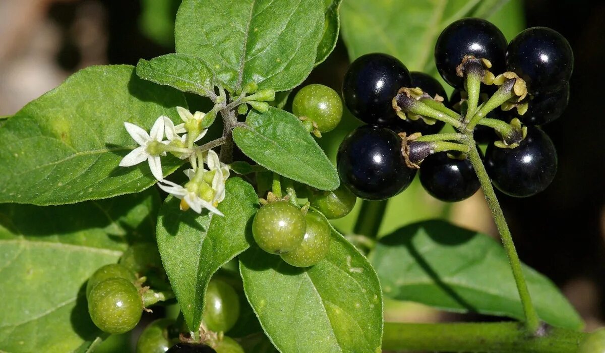 Паслен фото растения и ягоды American black nightshade (herbe amère) AZ Martinique