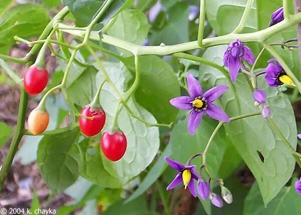 Паслен фото растения и ягоды Daily Bucket - Canada Thistle Nightshade plant, Purple flowering plants, Trees t