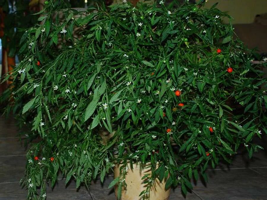 Паслен комнатное растение фото Соланум - купить в интернет-магазине Mandarin-shop.ru