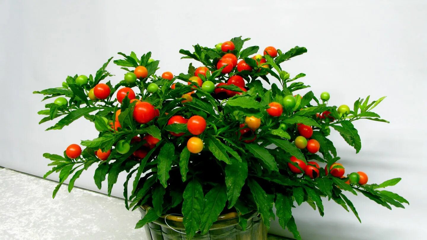 Паслен комнатный фото solanum pseudocapsicum Plantas con flores, Arbustos perennes, Arbustos