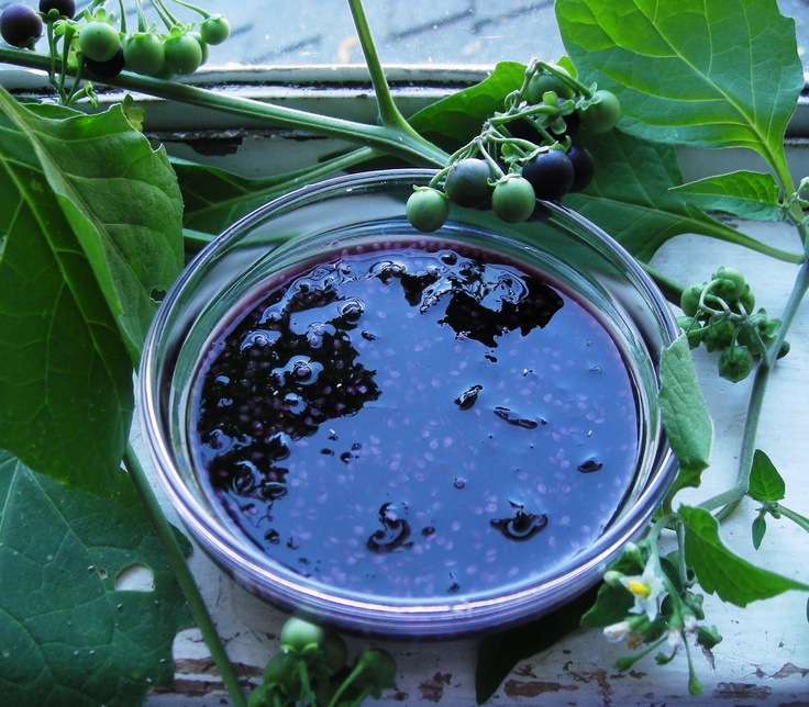 Паслен санберри рецепты приготовления с фото Laure's Gardens: The Wonderful Wonderberry Grow your own food, Orange jam, Garde