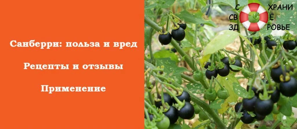 Паслен санберри рецепты приготовления с фото Санберри: полезные свойства и противопоказания, рецепты и отзывы Fruit, Grapes, 