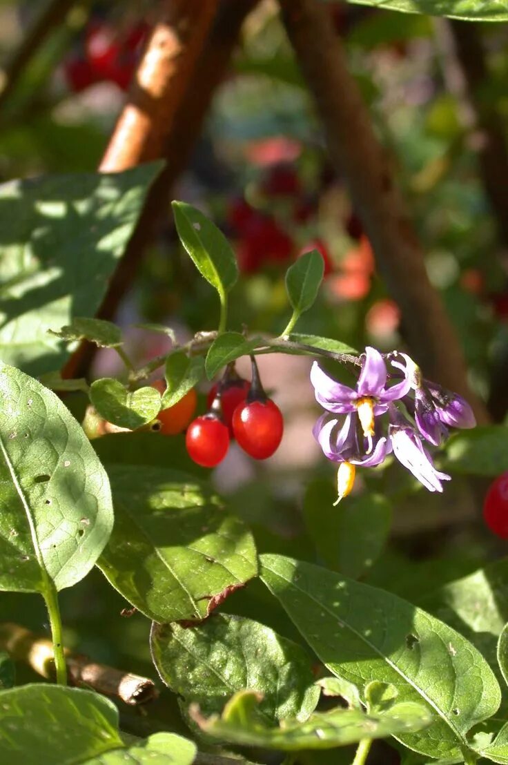 Паслен сладко горький фото Woody nightshade (Solanum dulcamara) The Medieval Garden Enclosed The Metropolit