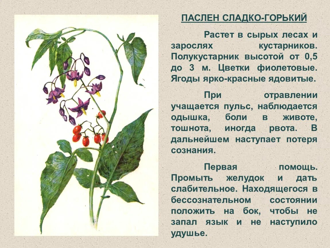 Паслен сладко горький фото Ядовитые растения Починковского района Смоленской области