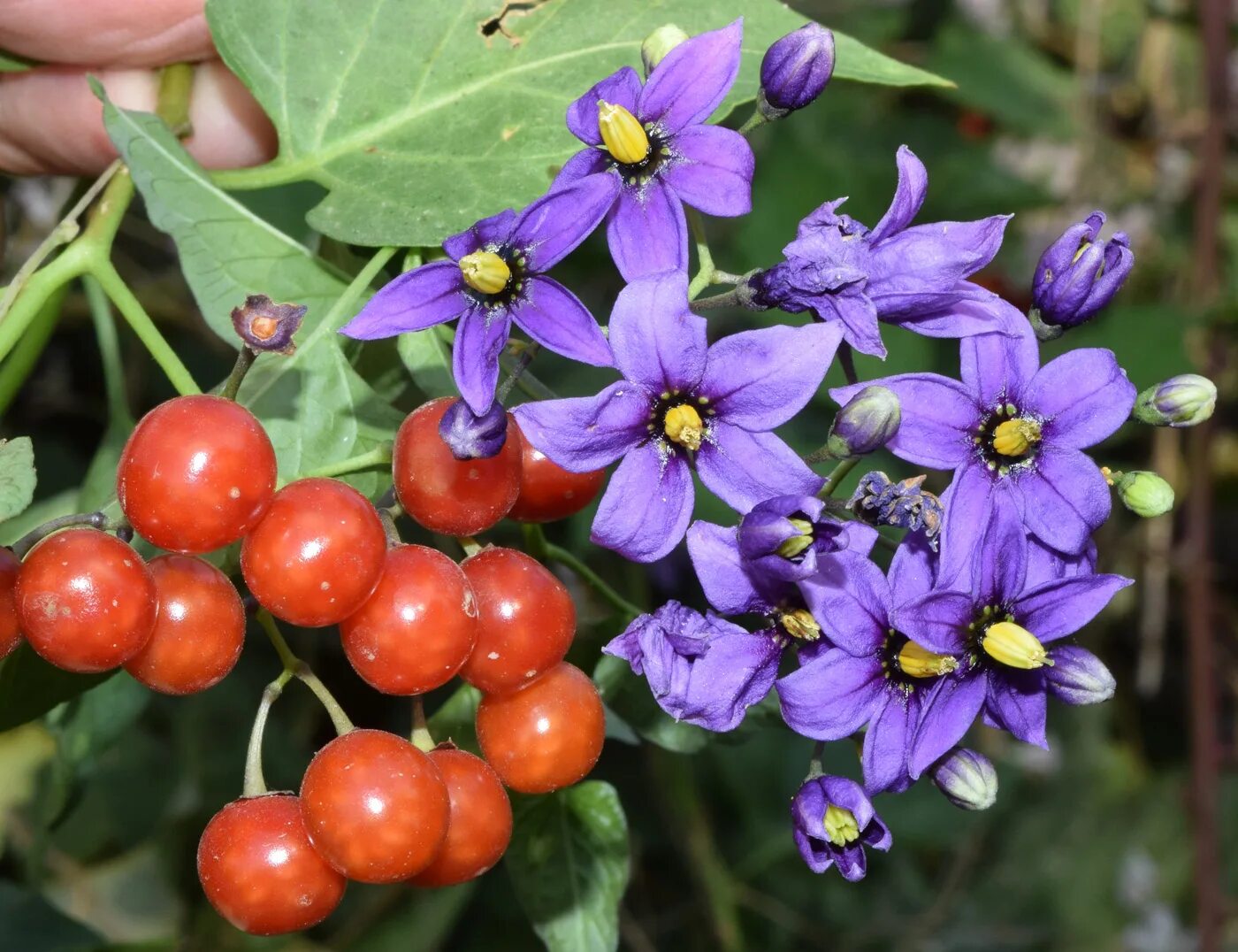 Паслен сладко горький фото Solanum kitagawae - Image of an specimen - Plantarium