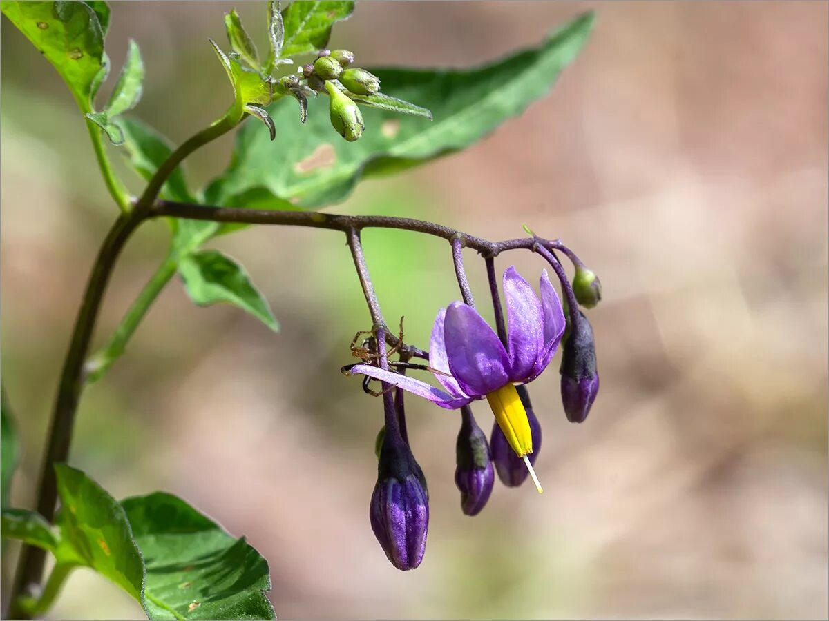 Паслен сладко горький фото Solanum dulcamara - Image of an specimen - Plantarium