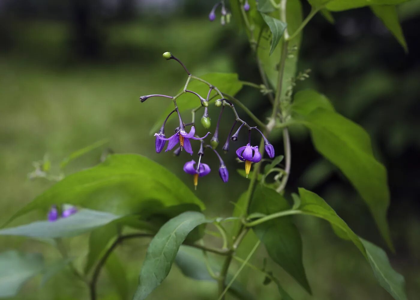 Паслен сладко горький фото Solanum dulcamara - Image of an specimen - Plantarium