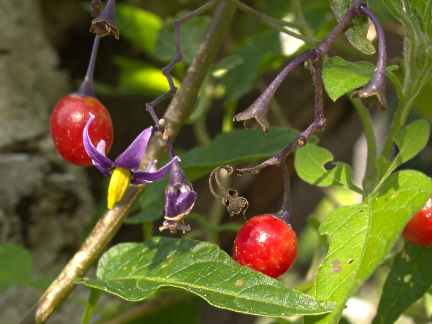 Паслен сладко горький фото File:XN Solanum dulcamara 00.jpg - Wikipedia