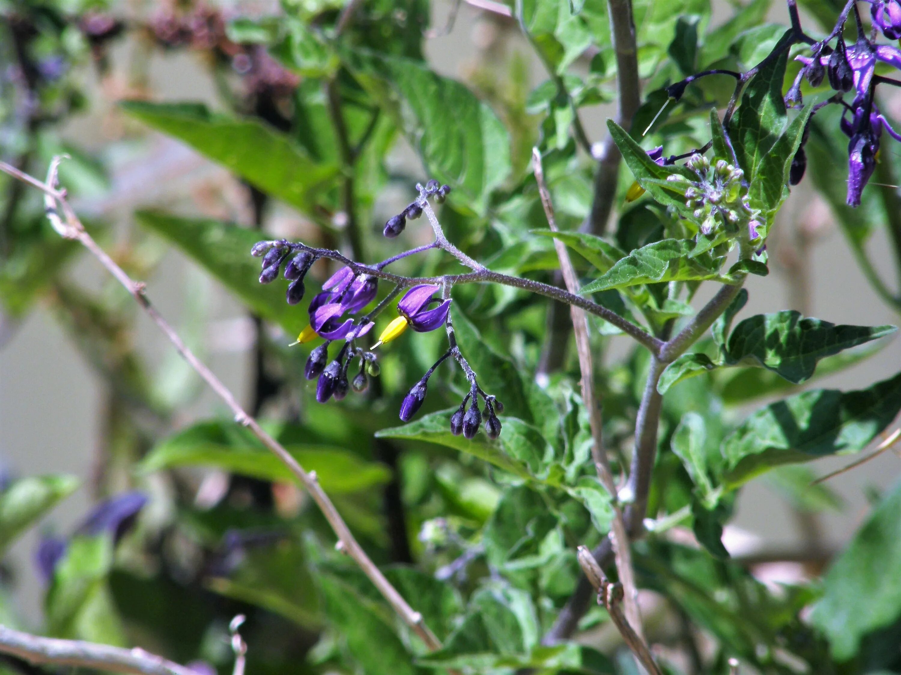 Паслен сладко горький фото File:Solanum dulcamara. Dulcamara.jpg - Wikimedia Commons