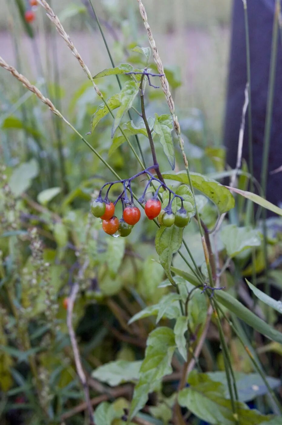 Паслен сладко горький фото Solanum kitagawae - Image of an specimen - Plantarium