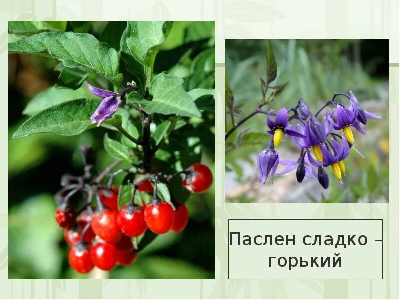 Паслен сладко горький описание и фото Паслен сладко горький фото - ViktoriaFoto.ru