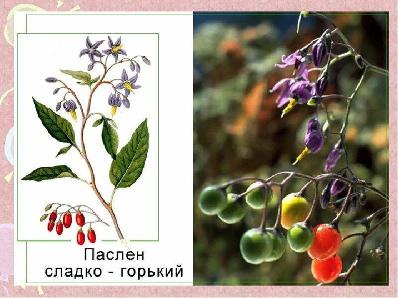 Паслен сладко горький описание и фото Урок биологии в 7 классе Составила: учитель биологии - скачать презентацию