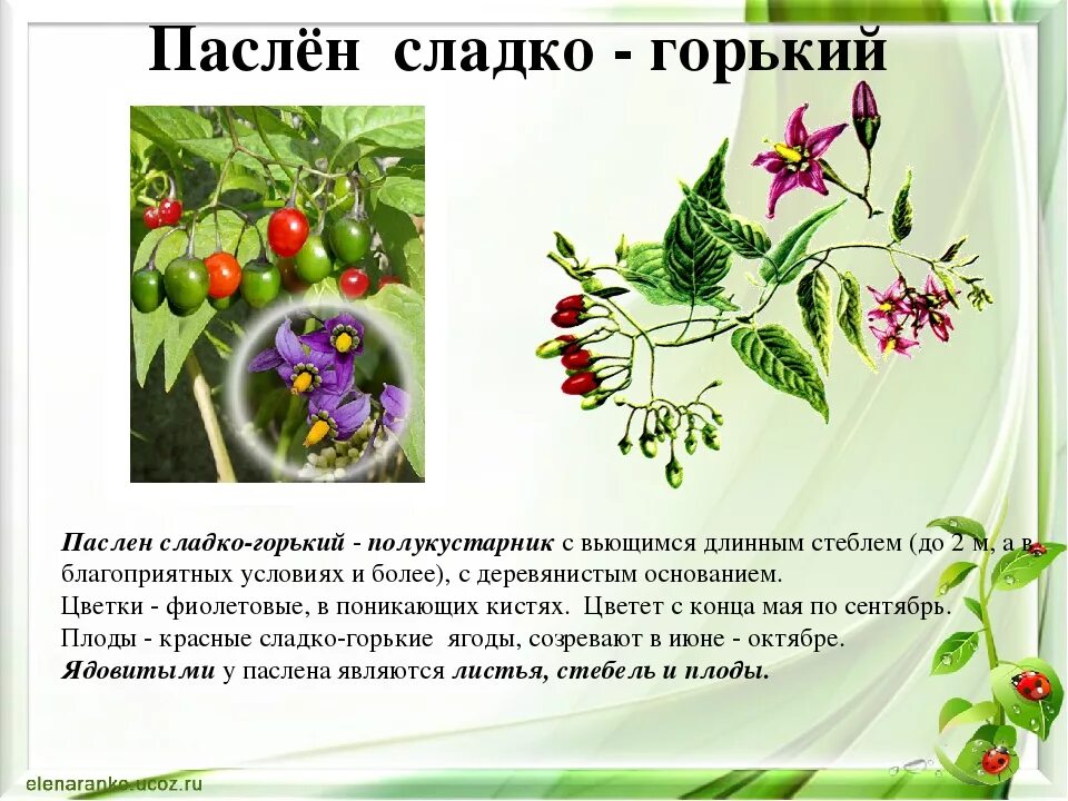 Паслен сладко горький описание и фото Паслен сладко горький формула цветка фото - Arhids.ru