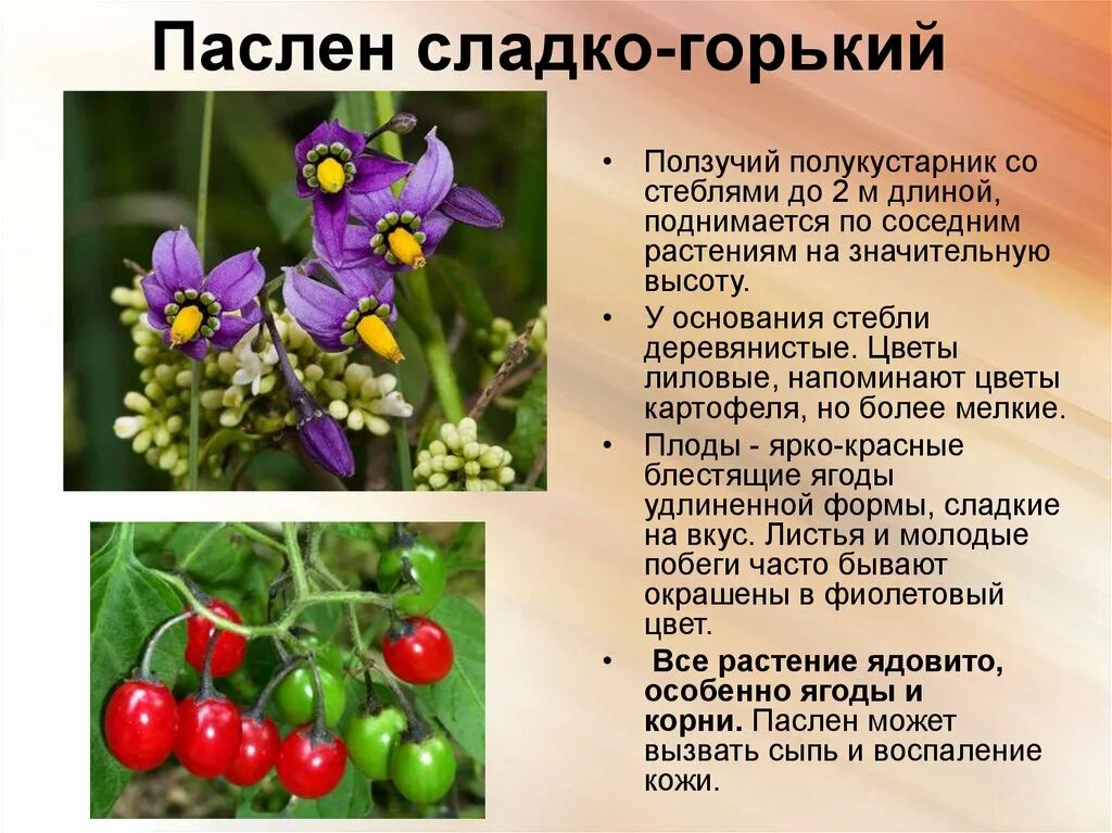 Паслен сладко горький описание и фото Ядовитые растения и ягоды Частная поликлиника "Здоровейка" Липецк