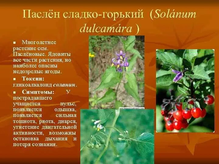 Паслен сладко горький описание и фото Изображения цветов сладко-горького паслена Натуралист Фотогалерея природы на dia