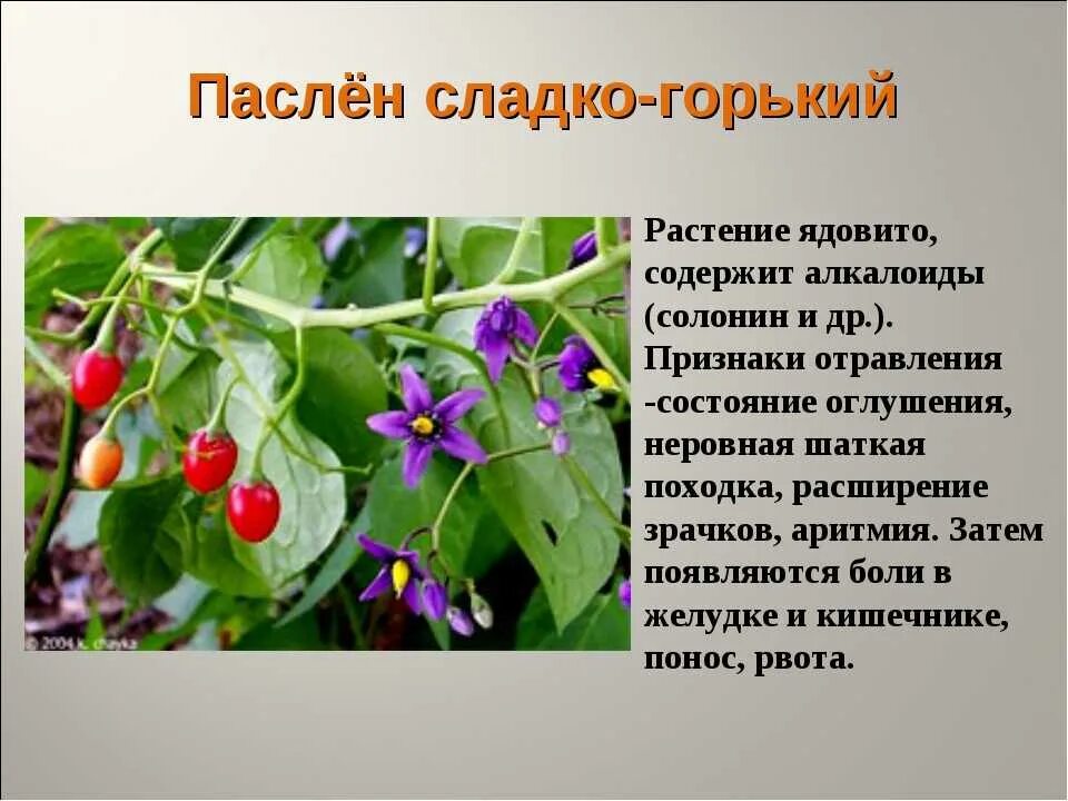 Паслен сладко горький описание и фото Паслен ядовитый или нет: найдено 73 изображений