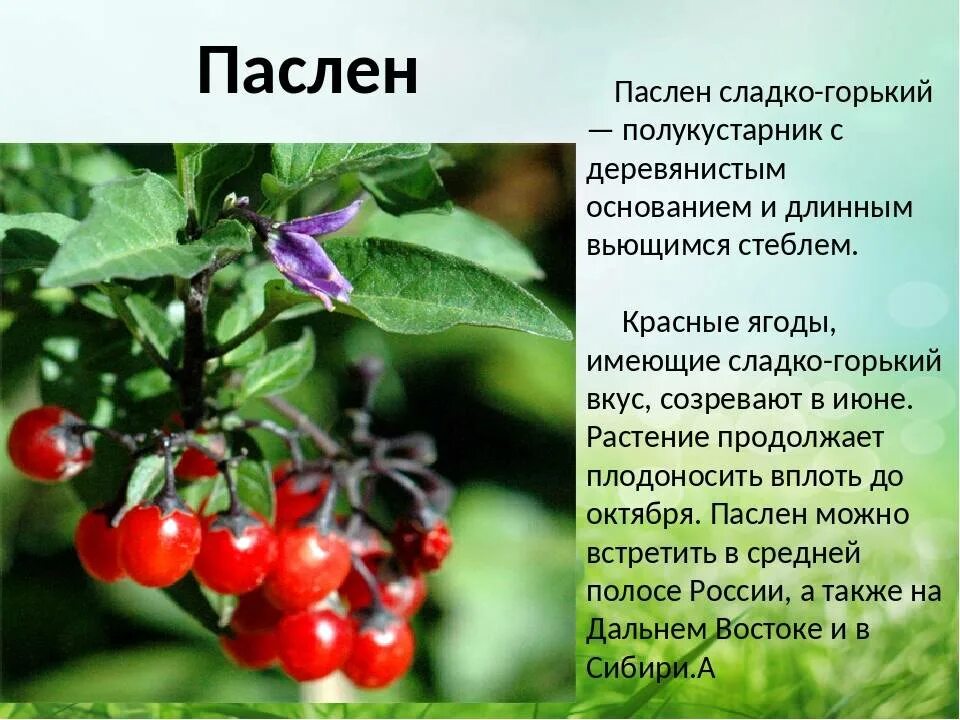 Паслен сладко горький описание и фото Паслен черный: польза и вред, фото, посадка и уход, лечебные рецепты