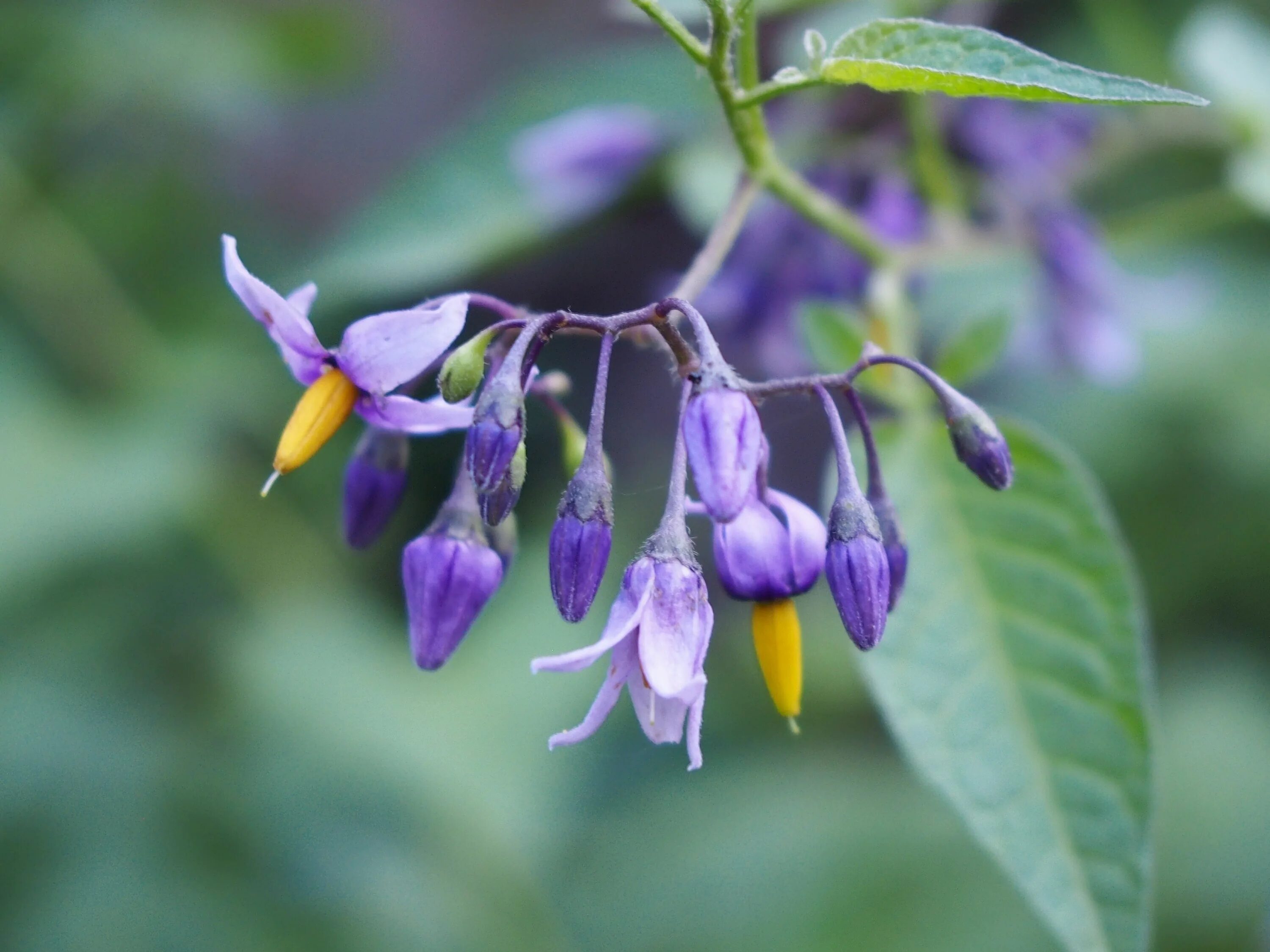 Паслен сладко горький описание и фото File:Solanum dulcamara Psianka słodkogórz 2020-08-07 01.jpg - Wikimedia Commons