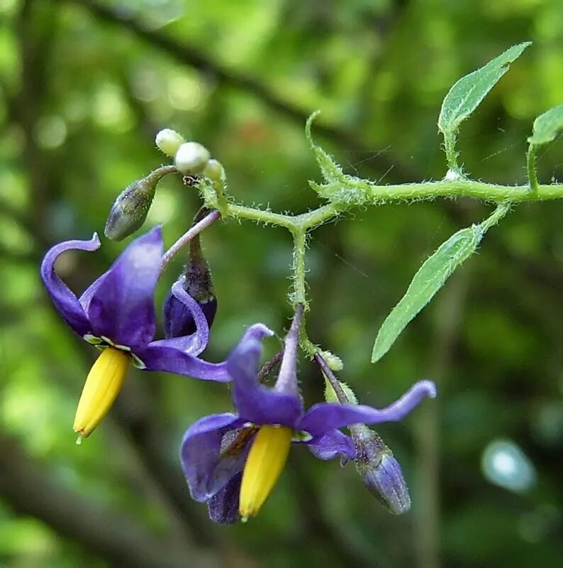Паслен трава фото Solanum dulcamara - Image of an specimen - Plantarium