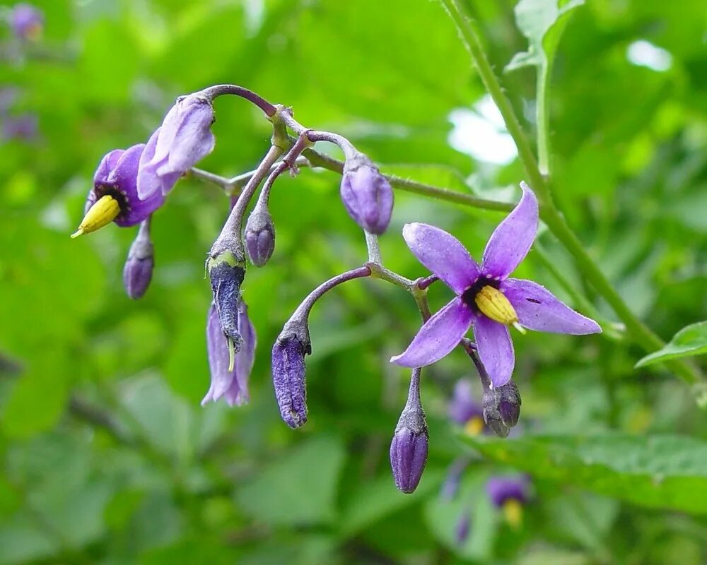 Паслен трава фото Solanum dulcamara (climbing nightshade)