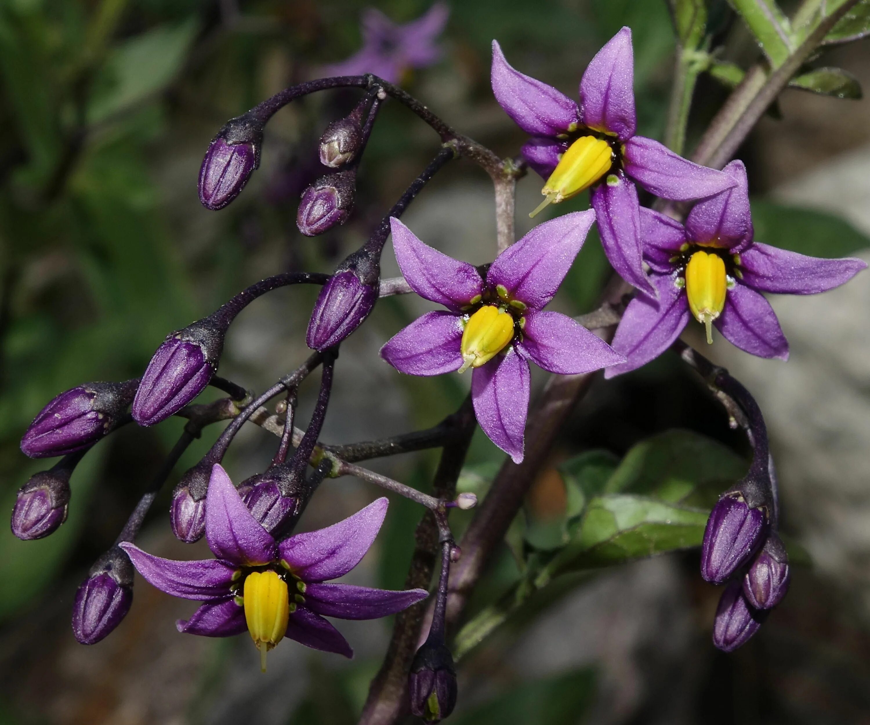 Паслен трава фото Climbing Nightshade - Solanum dulcamara OC aka Bittersweet Nightshade. Something