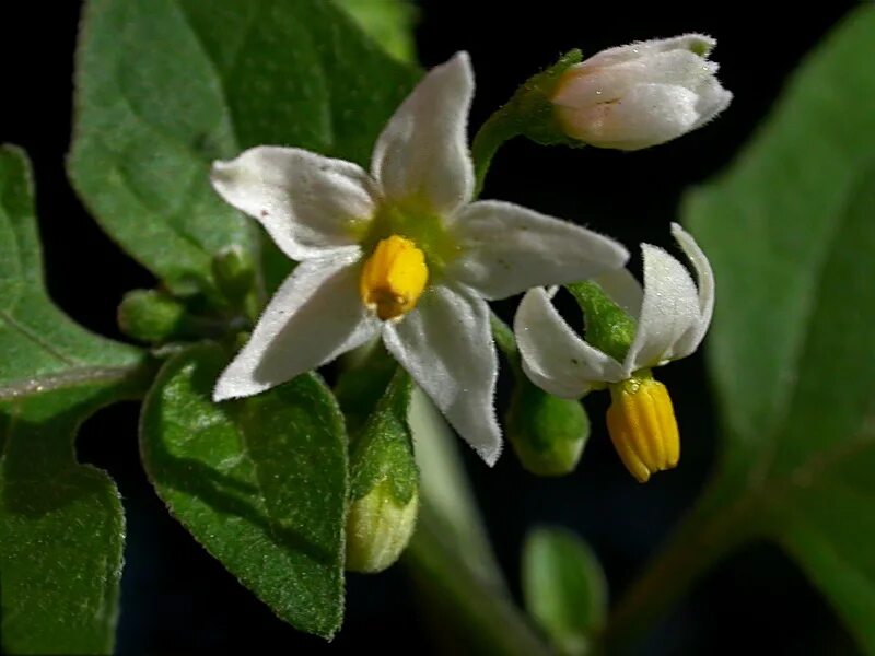 Паслен трава фото Solanum nigrum - Изображение особи - Плантариум