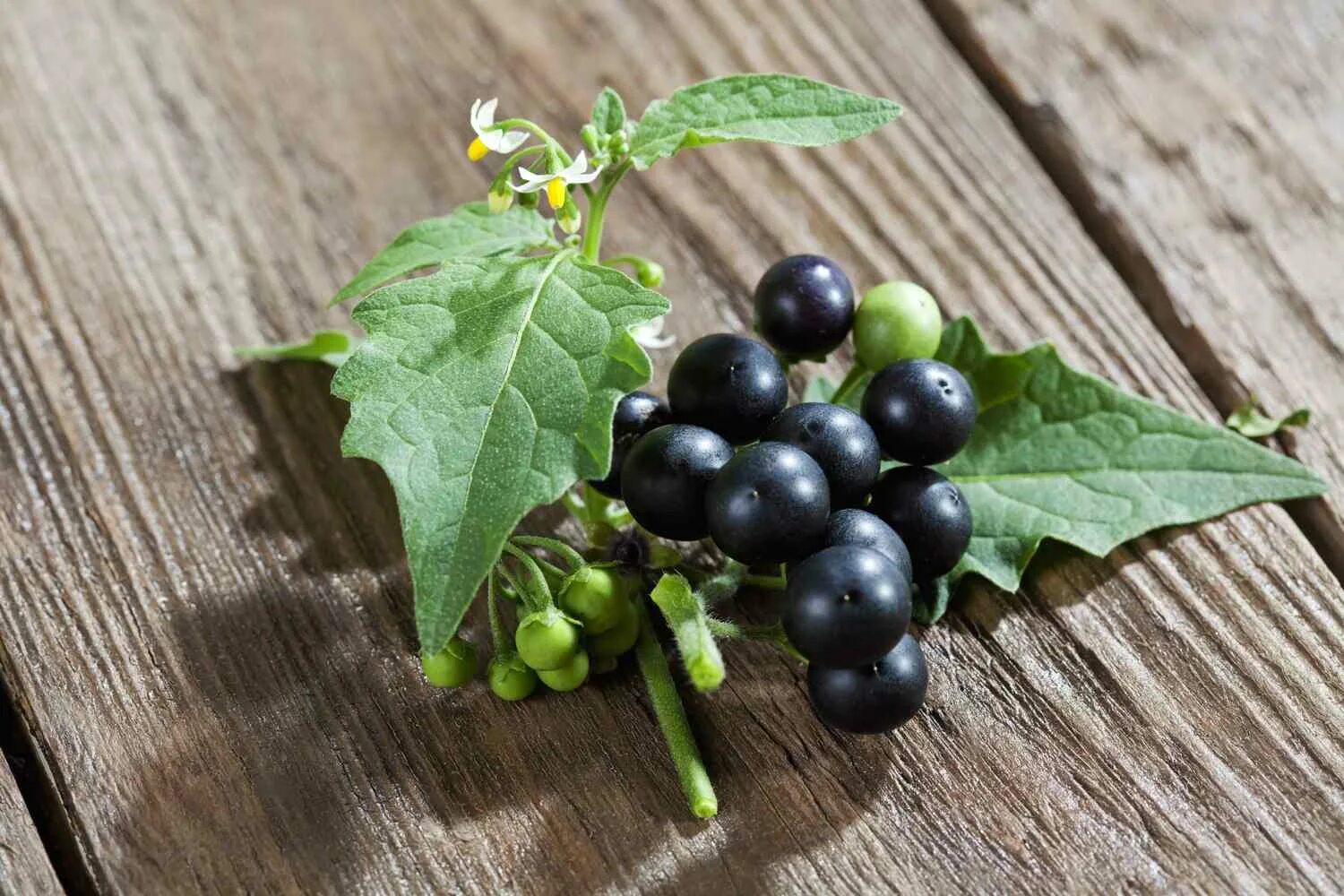 Паслен трава фото 6 Poisons That Have Been Used for Murder