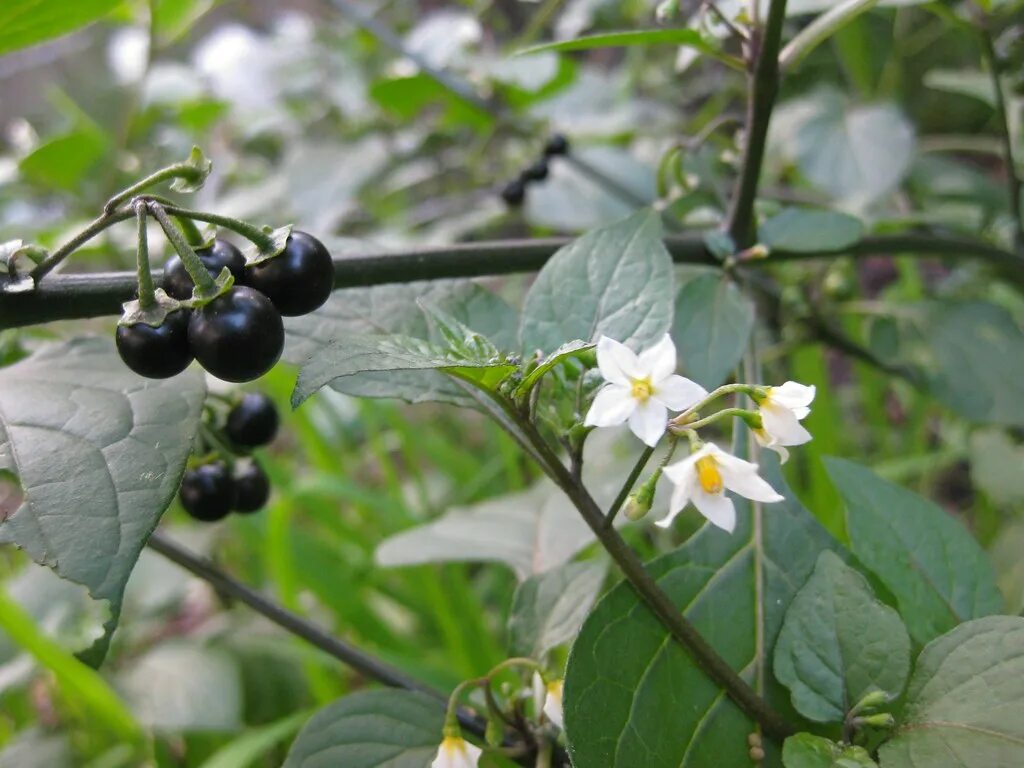 Паслен ягода фото Blackberry nightshade (Solanum nigrum) Adam Grubb and Annie Raser-Rowland Flickr