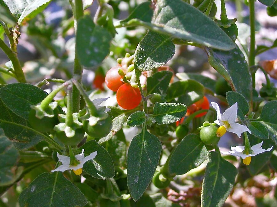 Паслен желтый фото Solanum woronowii - Image of an specimen - Plantarium