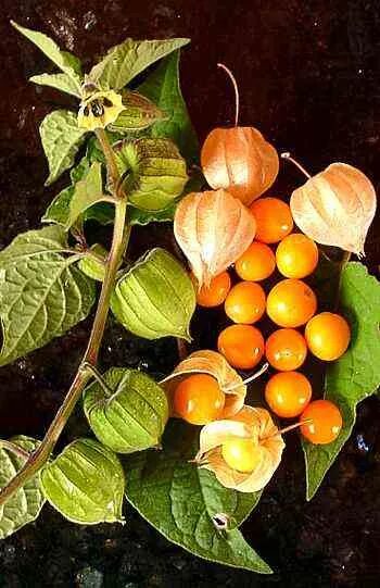 Паслен желтый фото Physalis peruviana - Wikipedia