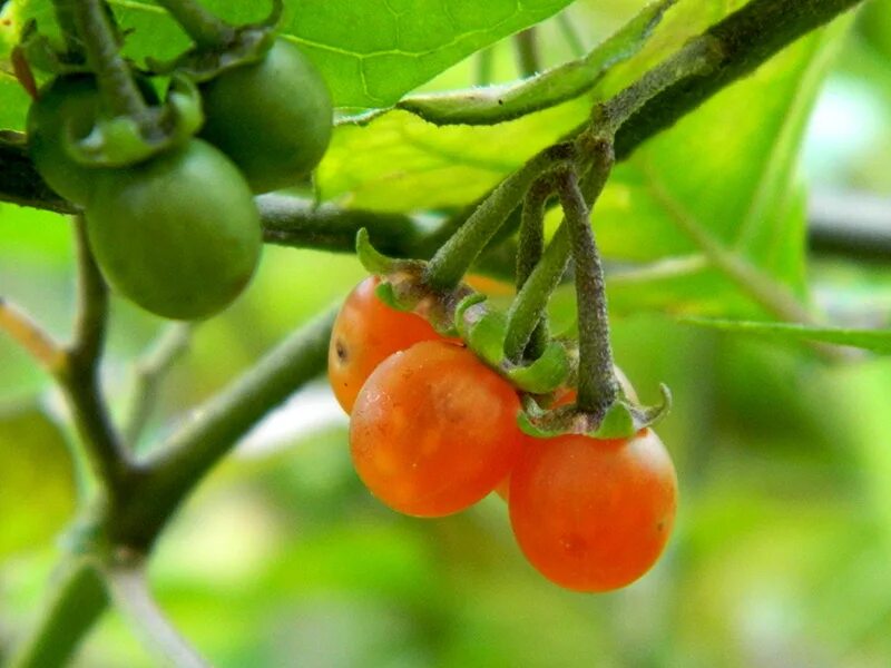 Паслен желтый фото Паслён светлый Оранжевый (Solanum Laetum Orange)
